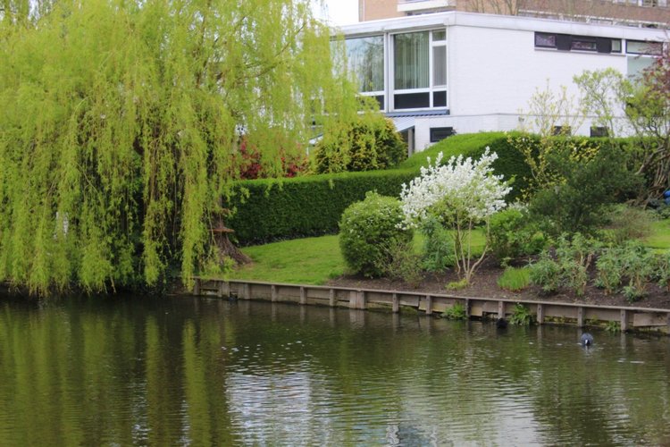 Цветущая Сакура. Прогулка по парку с Алисой. Весенние зарисовки