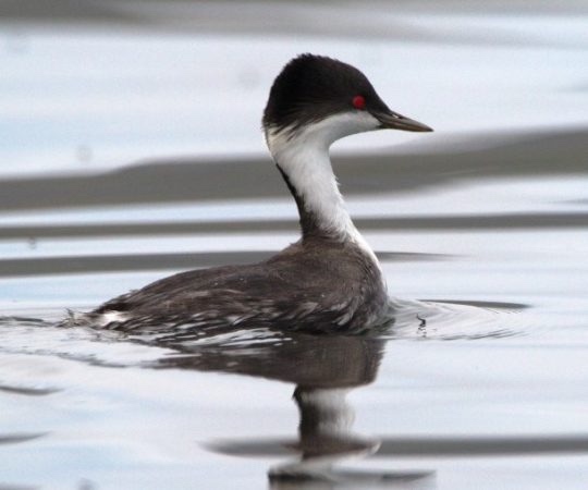 1 апреля — Международный день птиц