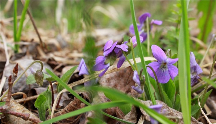 Заблудилась. Georgia от Berdine Creedy (фото 3)