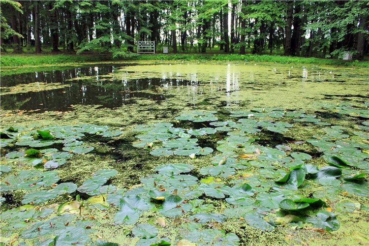 Подарок для Бенни | Бэйбики Подарок для Бенни — Куклы Iplehouse (Иплхаус): BJD (БЖД)