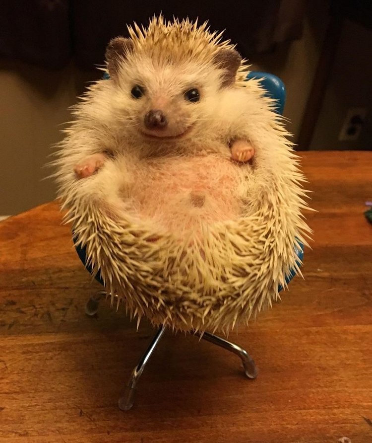 Любительские фотографии Ежей (выпуск 1) | Бэйбики Любительские фотографии Ежей (выпуск 1)