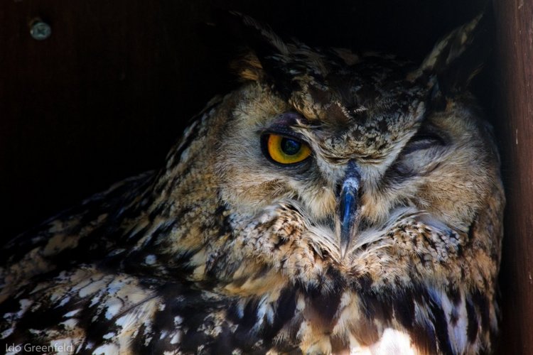 Любительские и профессиональные фотографии Сов (выпуск 2)