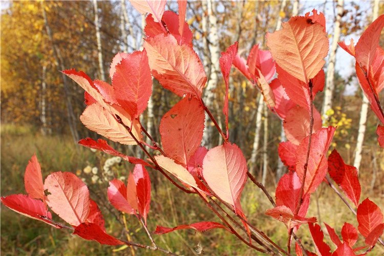 Кейт - Девочка Осень — Антикварные куклы Armand Marseille (AM): молд 390