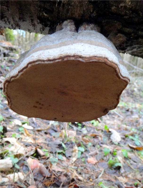 23 февраля - расцвели синие подснежники