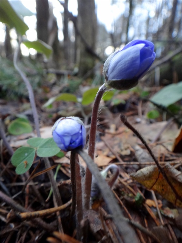 23 февраля - расцвели синие подснежники