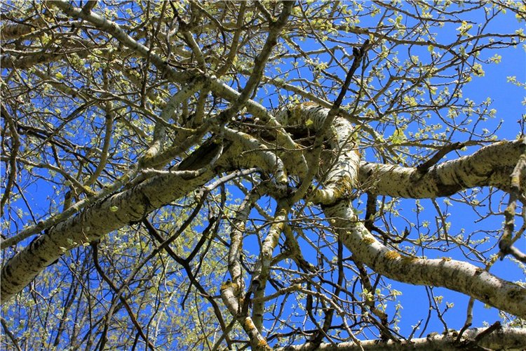 Путешествие Софи в Старицу, продолжение. Lati HoneyBee New Mystic Sophie