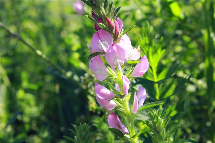 Путешествие Эли на красивый берег реки Волги