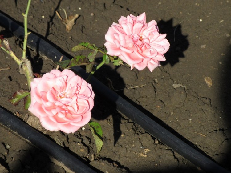 Горячее солнышко Кисловодска