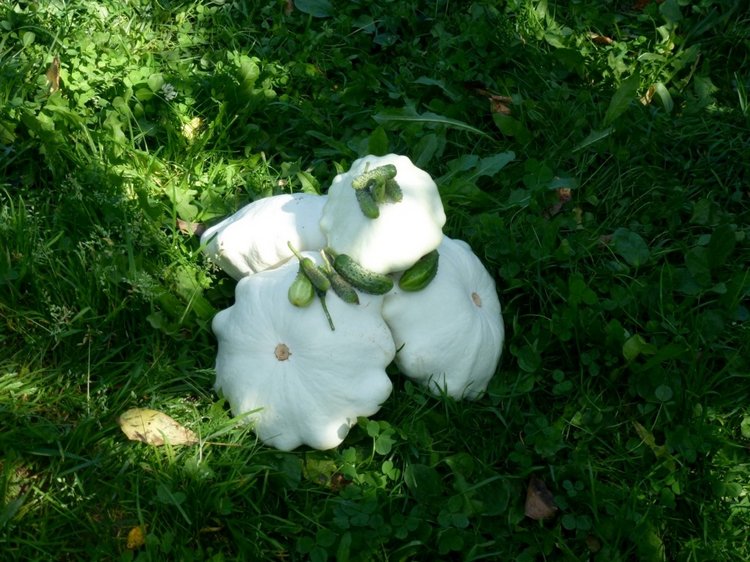 Отдых в деревне с Джой — Туризм и путешествия: фотоотчеты из поездок