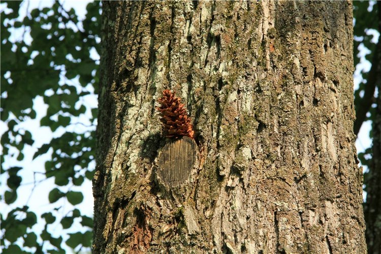Путешествие Виолы в Усадьбу Знаменское-Раёк