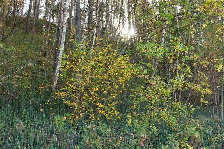 Путешествие Имани на Волгу, продолжение. Mini Imani от Kaye Wiggs