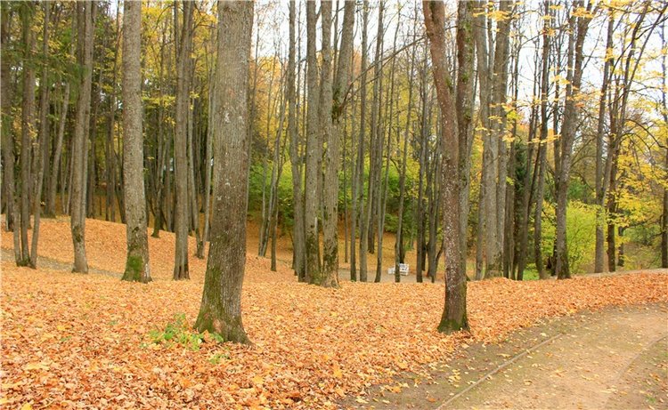 Золотая Осень в Берново с Имани. Mini Imani от Kaye Wiggs