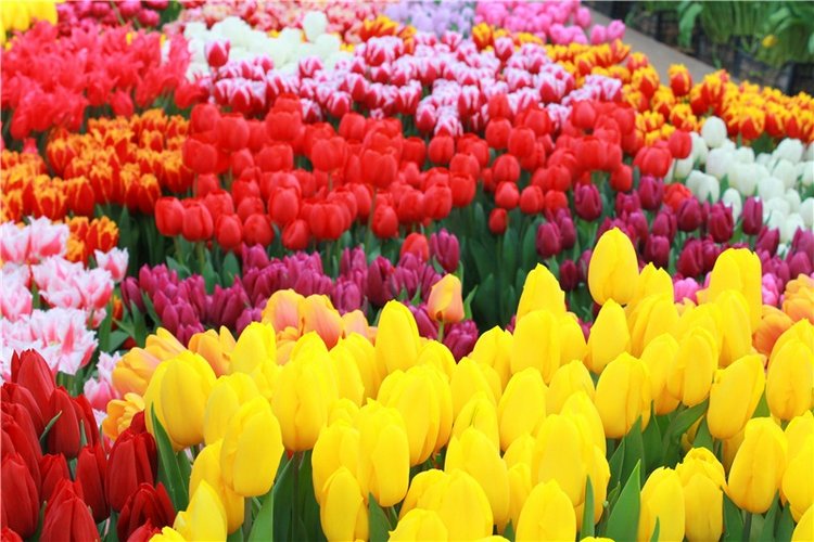 Выставка тюльпанов в Твери