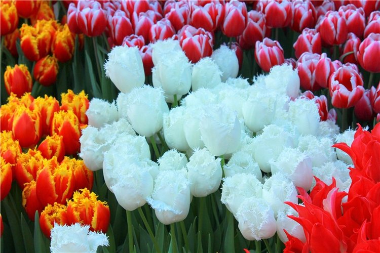 Выставка тюльпанов в Твери