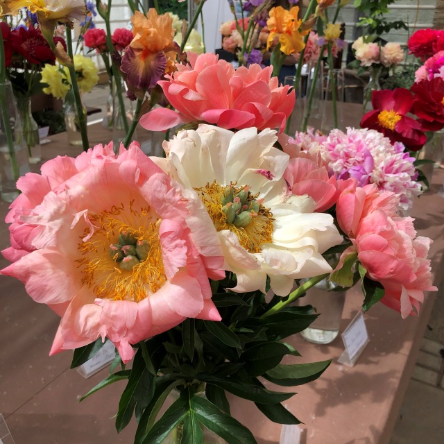 Тони Старк: приключения без брони. И снова Аптекарский огород | Бэйбики Тони Старк: приключения без брони. И снова Аптекарский огород