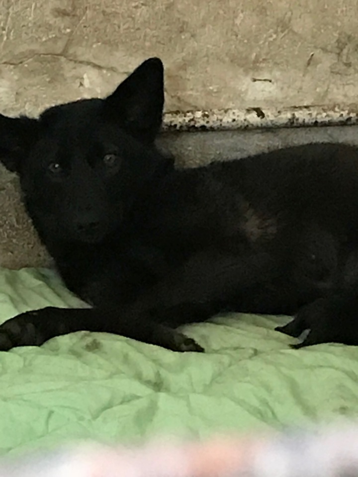 Нужна помощь собакам — Болталка и разговоры обо всем: жизнь