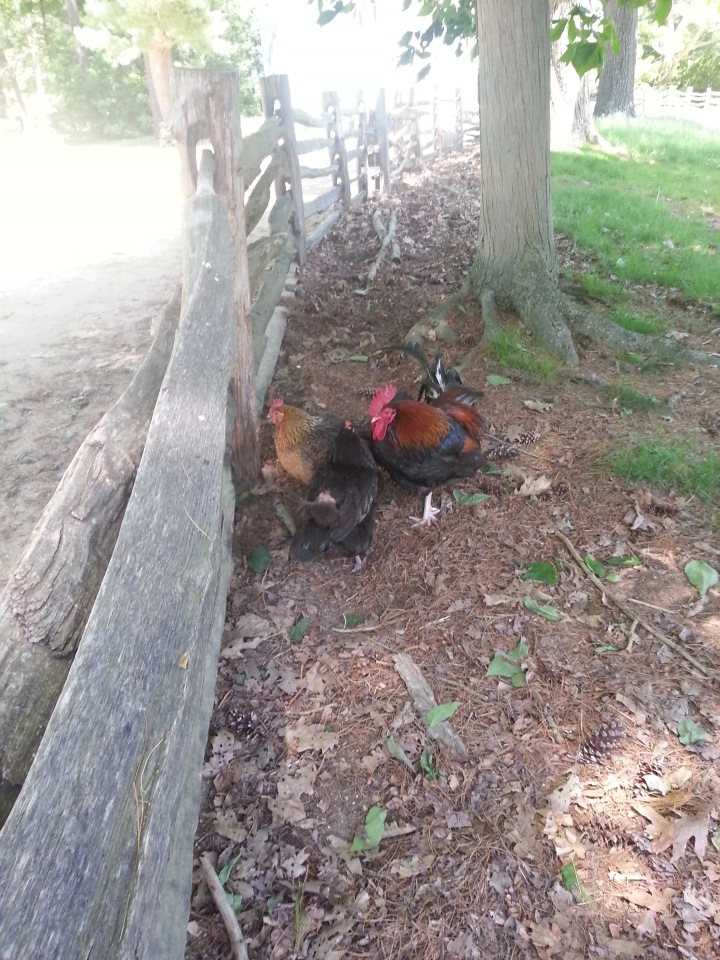 Прокатимся на машине времени? Поселение Старбридж. Новая Англия. 1830 год