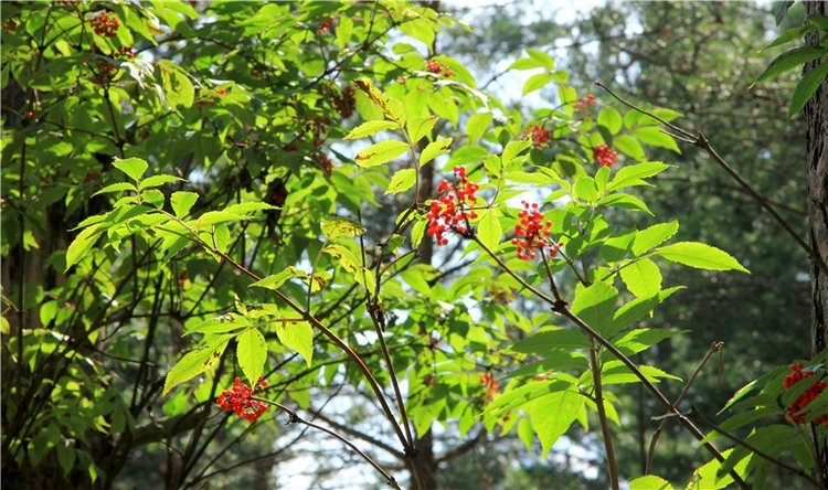 Девочка и Ёжик. Minifee Miyu FairlyLand | Бэйбики Девочка и Ёжик. Minifee Miyu FairlyLand