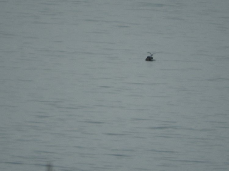 Сочи-Адлер: Южное Взморье - Красоты Черного Моря