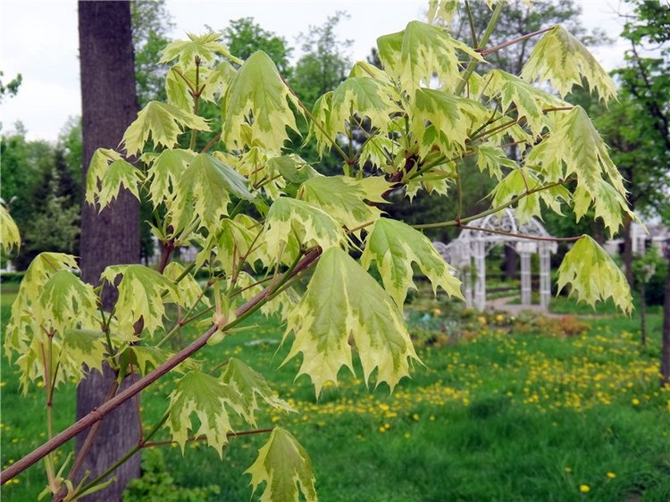 Милый мой город. Прогулка по Твери, заключительная часть (фото 9)