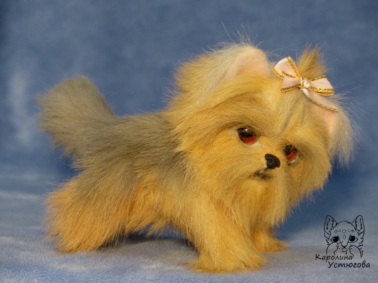 Щенок Йоркширского терьера