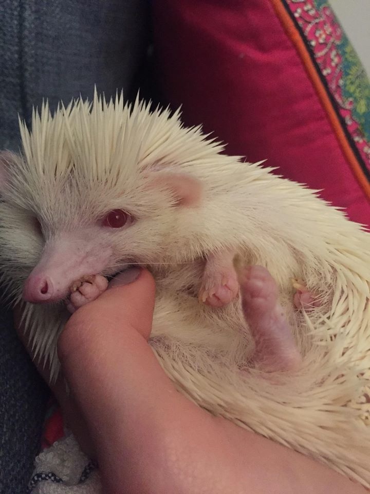 Любительские фотографии Ежей (выпуск 1) | Бэйбики Любительские фотографии Ежей (выпуск 1) (фото 10)