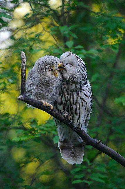 Любительские и профессиональные фотографии Сов (выпуск 2)
