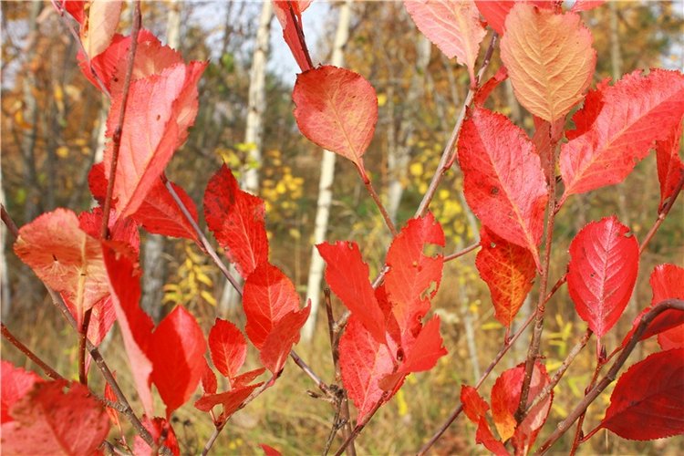 Кейт - Девочка Осень — Антикварные куклы Armand Marseille (AM): молд 390