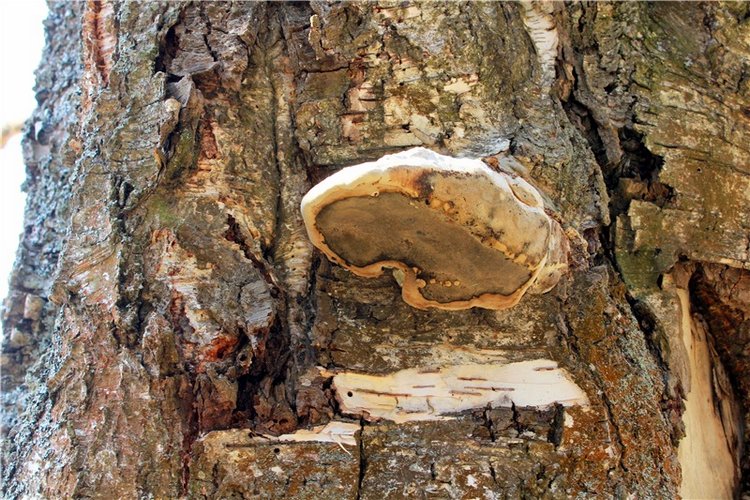 Савватьева Пустынь, Тверская область