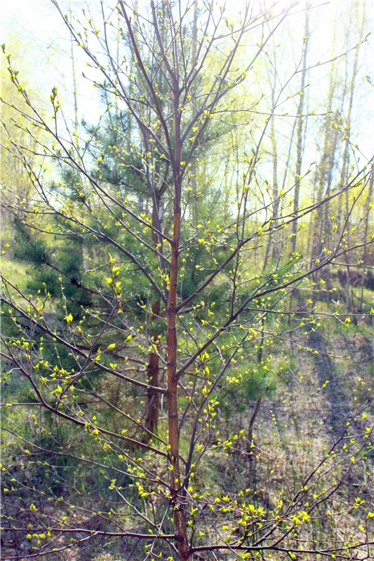 Прогулка Софи. Lati HoneyBee New Mystic Sophie | Бэйбики Прогулка Софи. Lati HoneyBee New Mystic Sophie