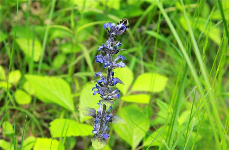 Ландышевый Лес. Twinkles Ella Chocolate