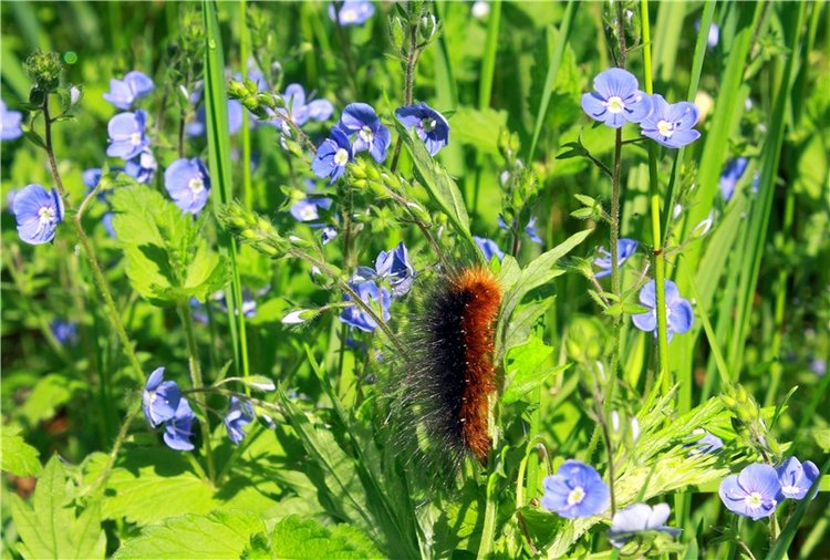 Ландышевый Лес. Twinkles Ella Chocolate