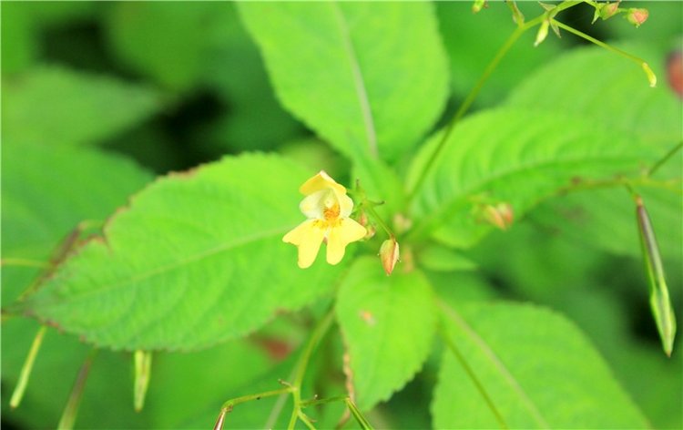 Июльское путешествие в Старицу, продолжение