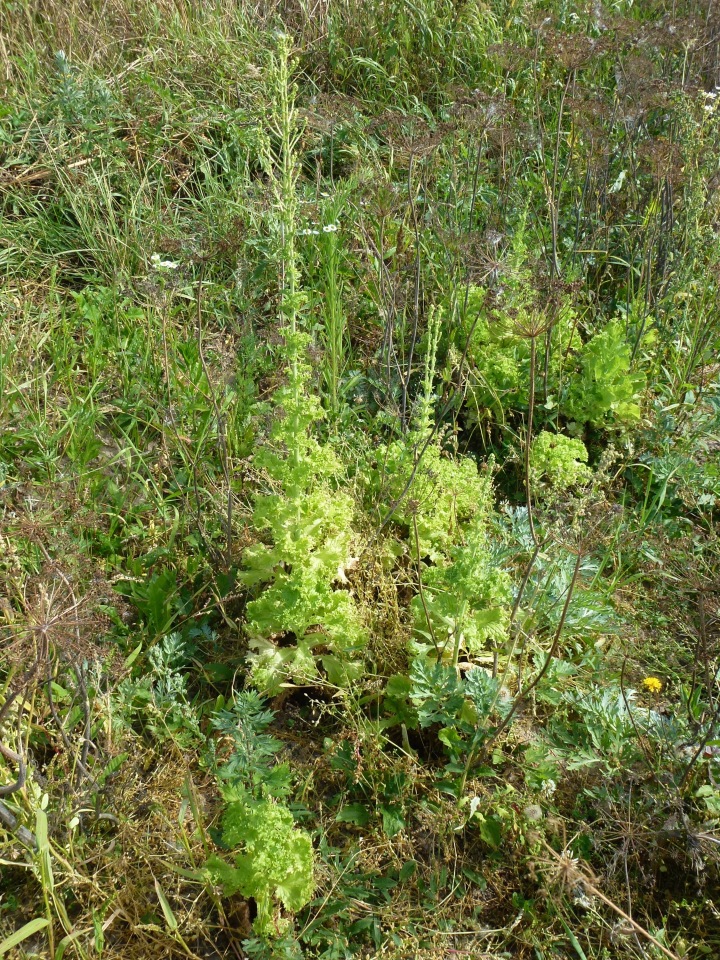 Отдых в деревне с Джой — Туризм и путешествия: фотоотчеты из поездок