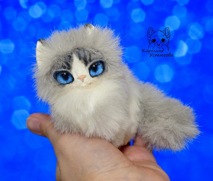 Котята Охос азулес. Чарующие глаза (фото 7)