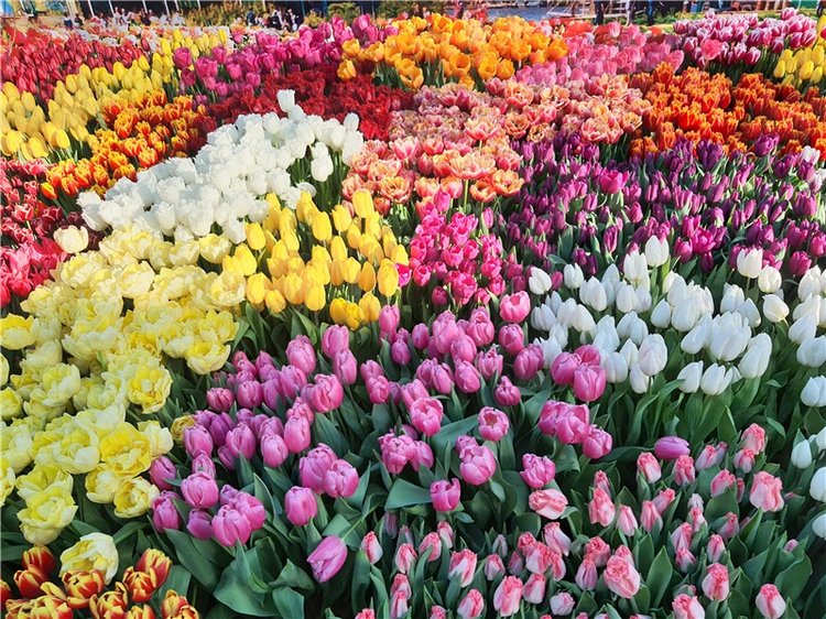 Выставка тюльпанов в Твери