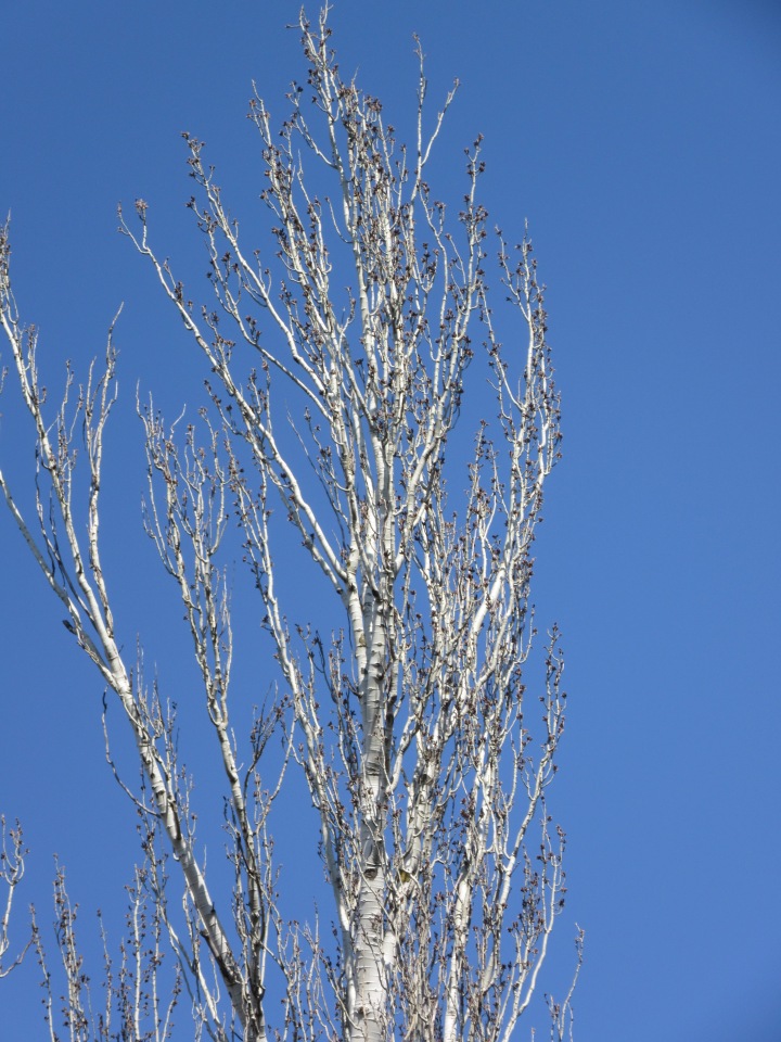 Пробуждение весны — Куклы Takara Tomy (Такара): Licca (Ликка) (фото 8)