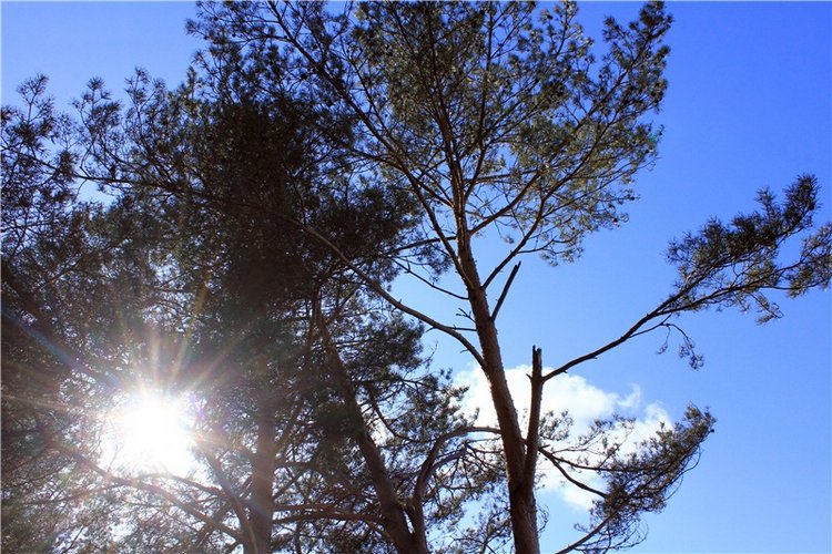 Весна в "Саду Камней" | Бэйбики Весна в "Саду Камней" — Куклы Meadow dolls (Медовушки): BJD (БЖД) (фото 8)