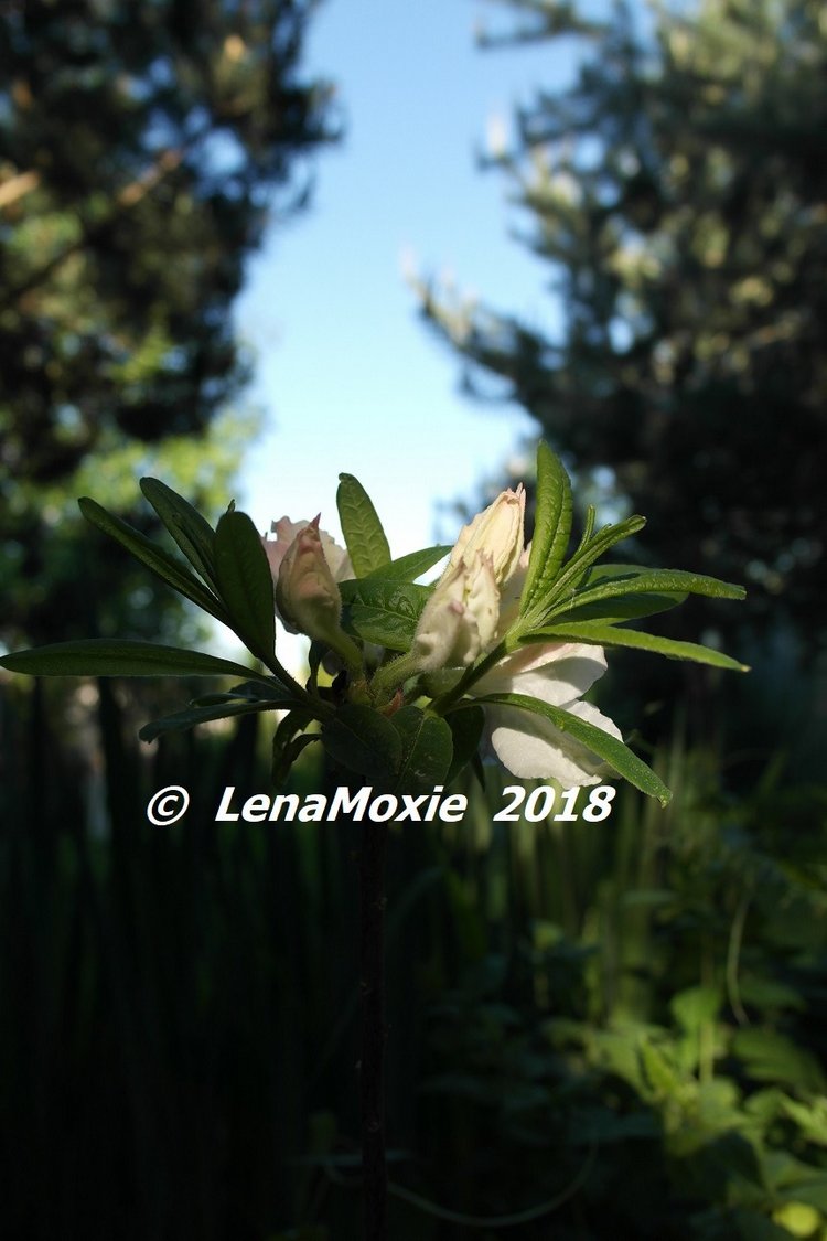 Мои куклы Journey Girls. Сатоми (Келли) 2012