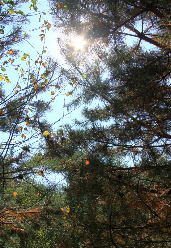 Путешествие Адель в "Сад камней". Джульетта от Sylvia Natterer