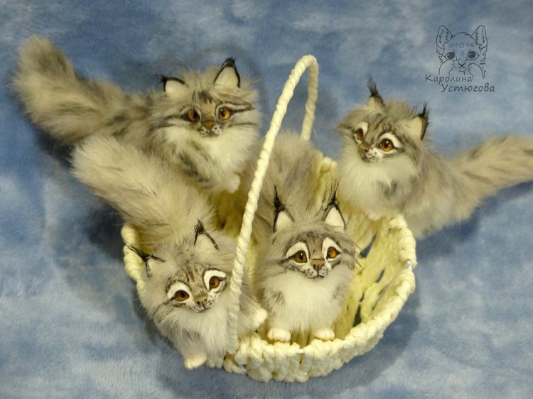 Вторая корзинка Мейн-Кунов