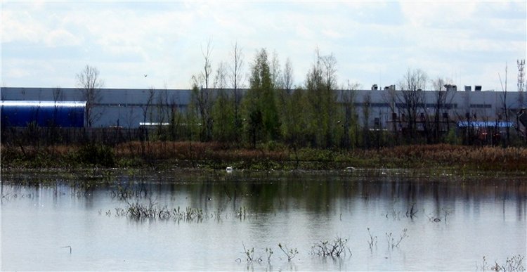 "Лебединое озеро" в Твери (фото 4)