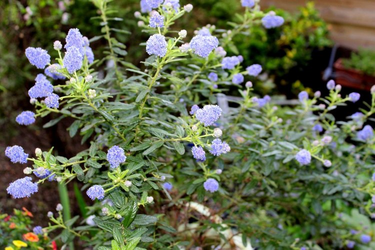 Новый наряд Розочки и прогулка в саду