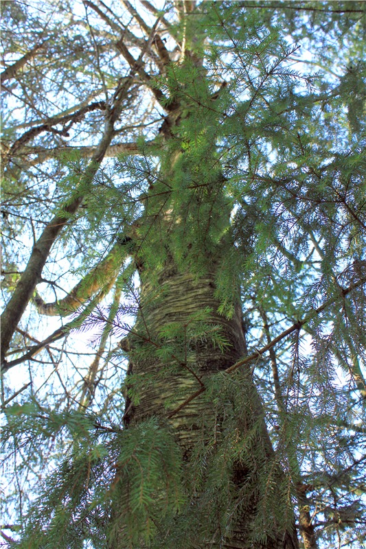 Савватьева Пустынь, Тверская область