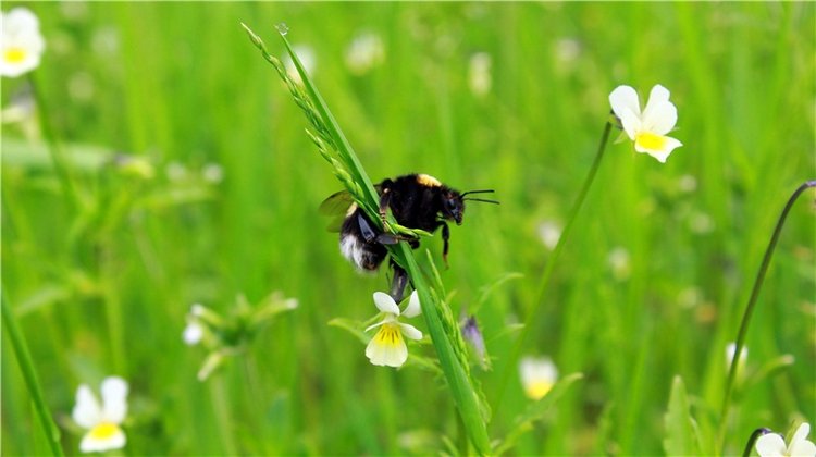 Солнечное поле. Twinkles Ella Chocolate