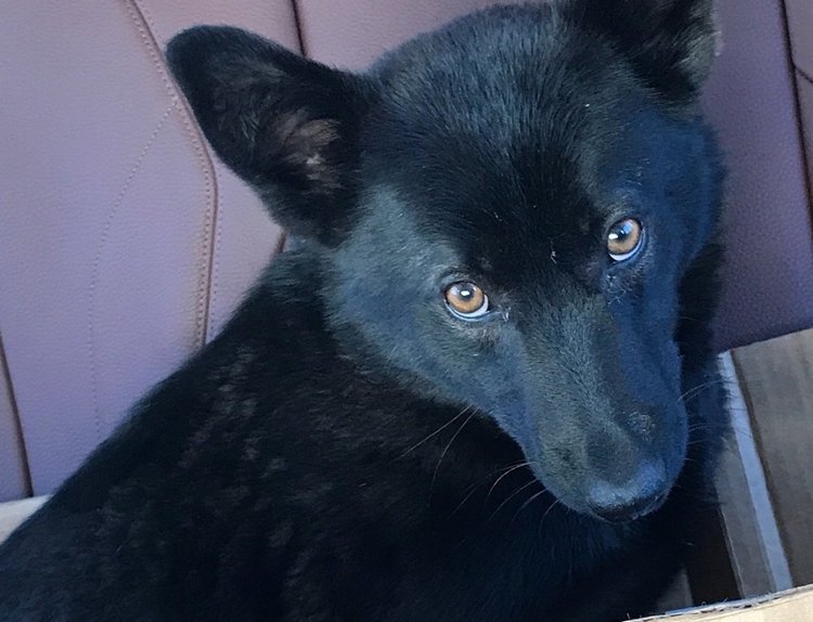 Нужна помощь собакам — Болталка и разговоры обо всем: жизнь (фото 5)