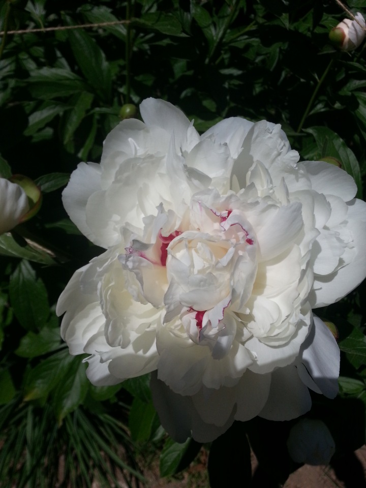 Прокатимся на машине времени? Поселение Старбридж. Новая Англия. 1830 год. Часть третья, заключительная