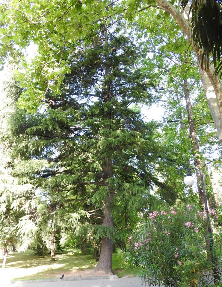 Краснодарский Край, Сочи-Адлер, Санаторий «Южное Взморье»