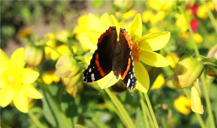 Старицкая Швейцария. Путешествие Мии. Minifee Miyu FairlyLand | Бэйбики Старицкая Швейцария. Путешествие Мии. Minifee Miyu FairlyLand
