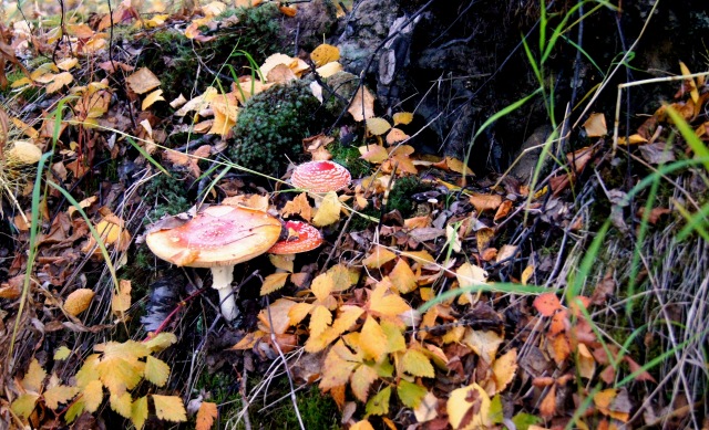 Осенний пейзаж — Туризм и путешествия: фотоотчеты из поездок (фото 9)